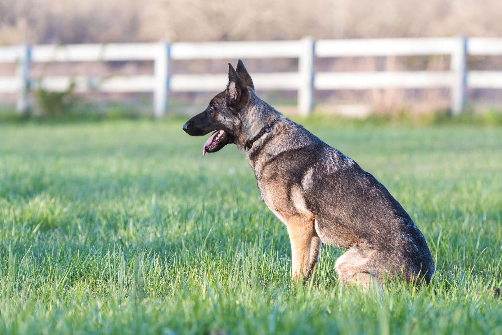 A dog sits in a grass yard with white fence in the background.