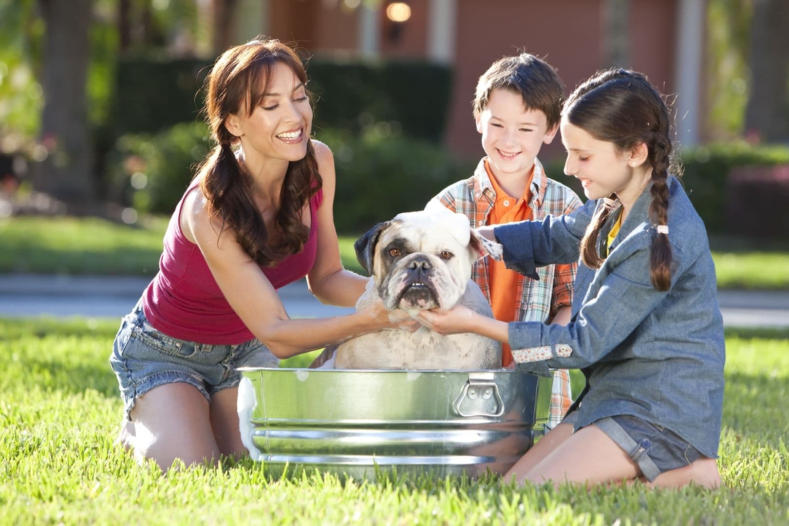 A beautiful mother, son and daughter family washing their pet dog, a bulldog outside in a metal tub.