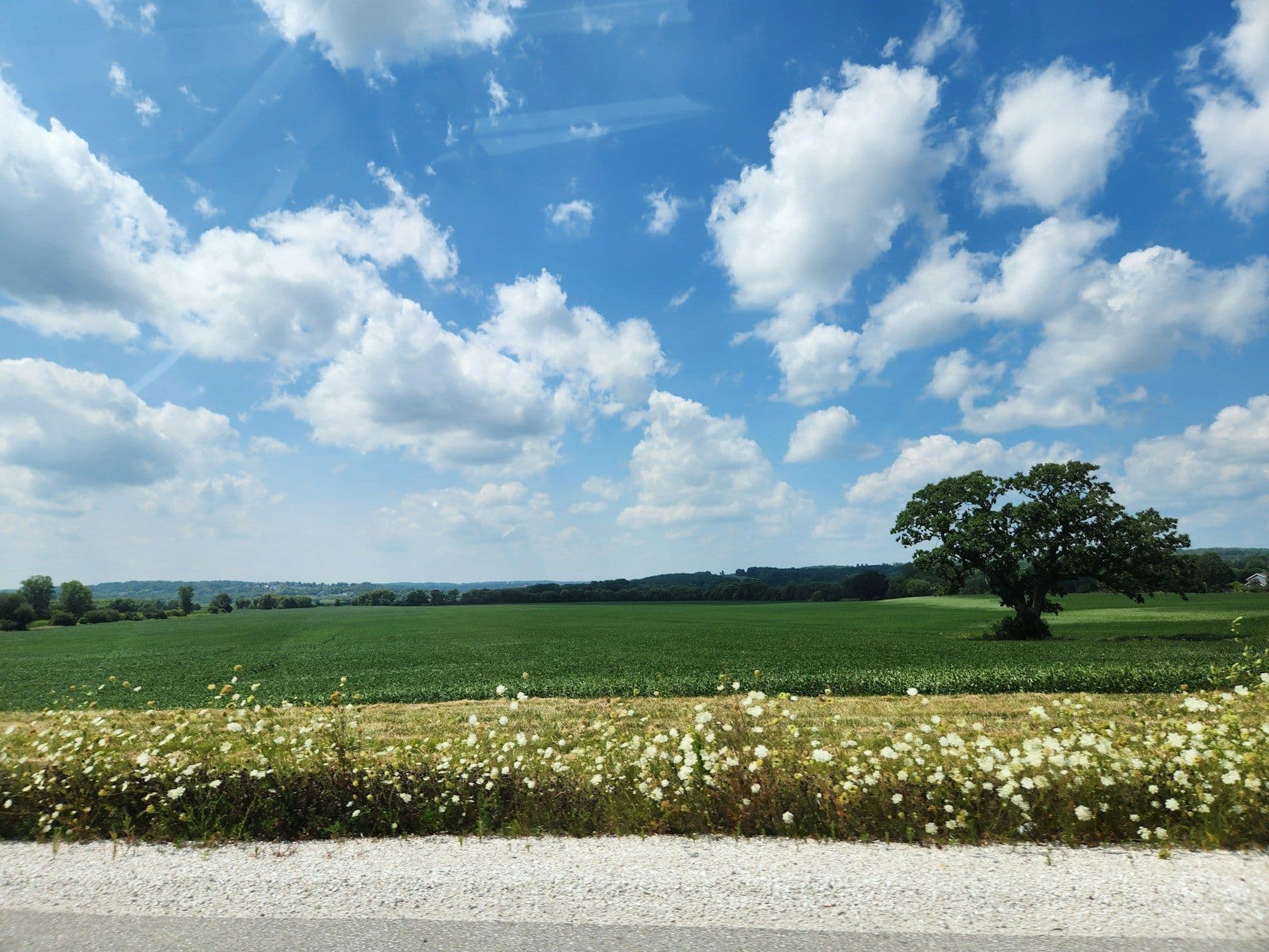 A large field of grass with a lone tree in the distance.
